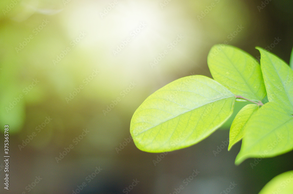 Closeup nature view of green leaf on blurred greenery background in garden with copy space for text using as summer background natural green plants landscape, ecology, fresh wallpaper concept. Closeup nature view of green leaf on blurred greenery background in garden with copy space for text using as summer background natural green plants landscape, ecology, fresh wallpaper concept.