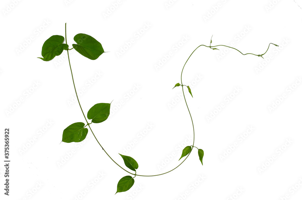 Wild morning glory leaves jungle vines tropical plant isolated on white background, clipping path included - obrazy, fototapety, plakaty 