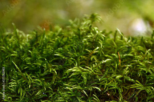 Soft green moss hides the land in the Ural forest. Natural background for graphic projects.