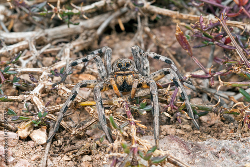 Spanische Tarantel (Lycosa hispanica) - spanish tarantula 