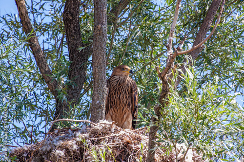 Eastern Imperial Eagle, (Aquila heliaca) in its youthful, natural habitat.