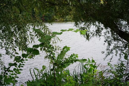 Gr  ne  wilde Uferlandschaft eines Sees  Griebnitzsee 