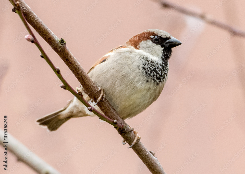 Obraz premium Spatz im Garten