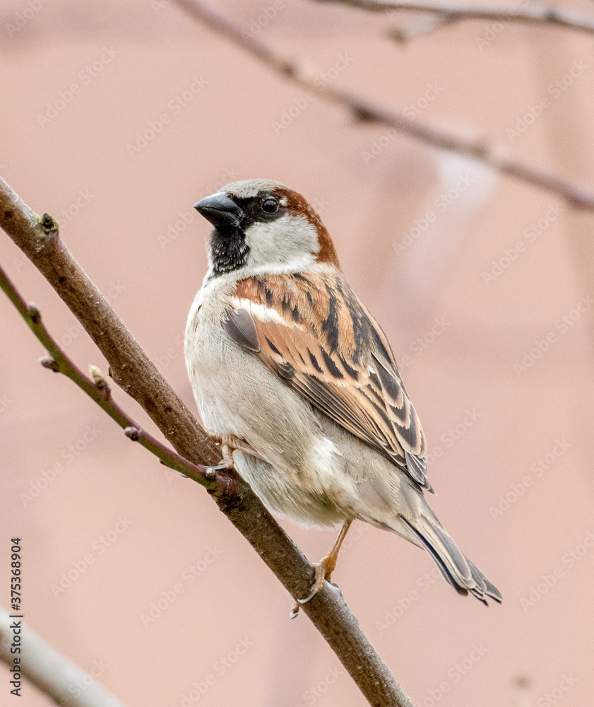 Naklejka premium Spatz im Garten