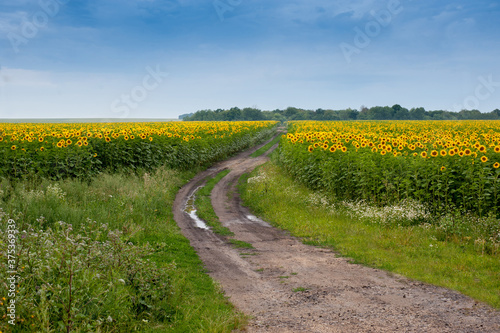 Summer sunflowers field with a dirt road