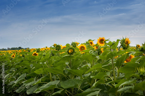 Sunflowers field with sky