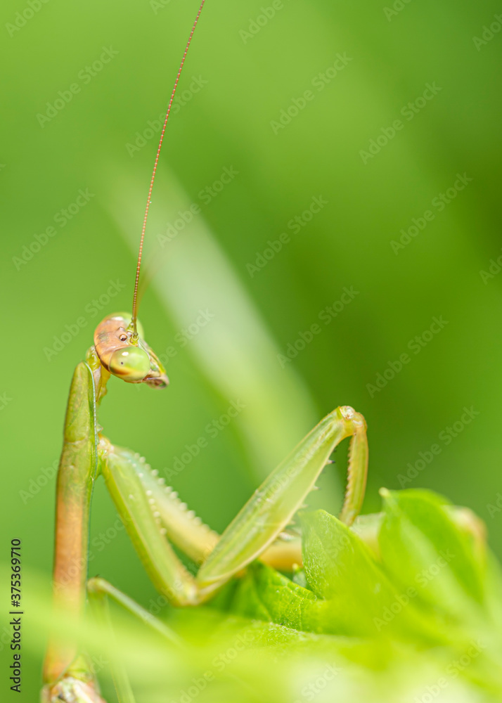 A large green praying mantis is perched on a green leaf and hunts for its next meal. A large green praying mantis is perched on a green leaf and hunts for its next meal.