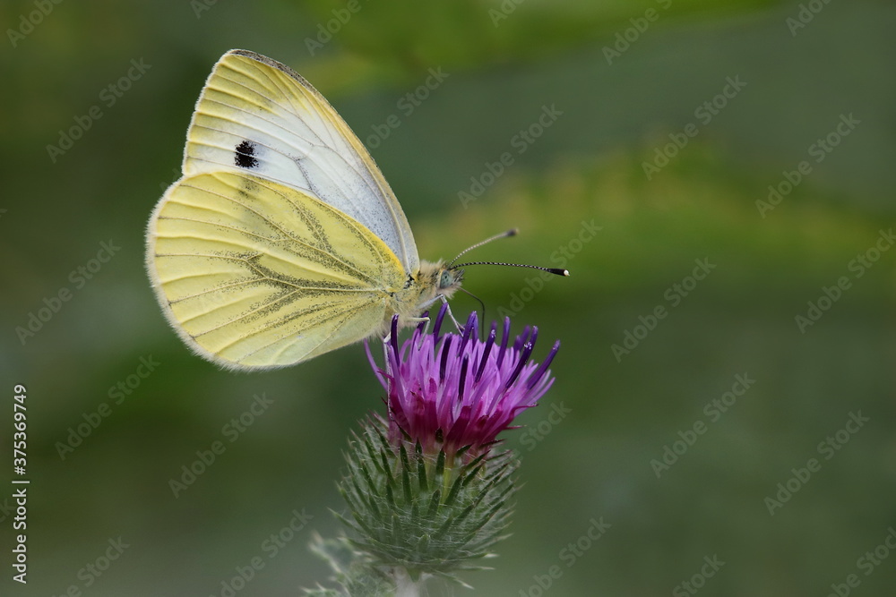 Naklejka premium Kohlweißling auf einer Blüte