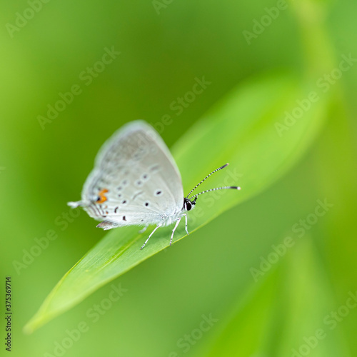 A delicate azure butterfly is dwarfed by a large green leaf. © Gary Riegel