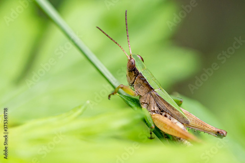 Fototapet A green and brown grasshopper with large eyes and long antennae grasps the stem of a plant as it contemplates jumping away