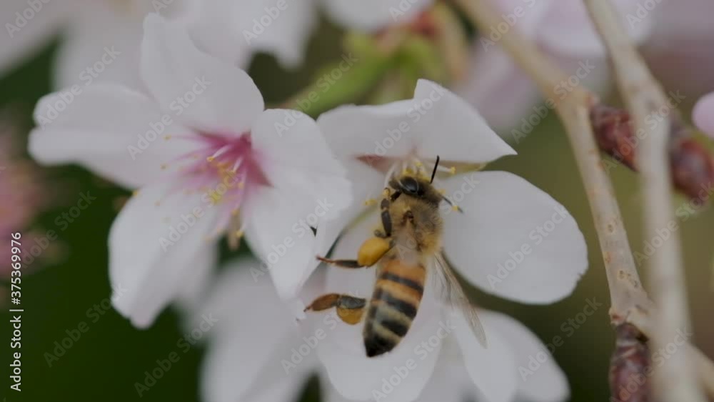 bee on a flower collects pollen bee on a flower collects pollen