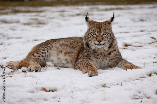 Beautiful and endangered lynx in the nature habitat © photocech