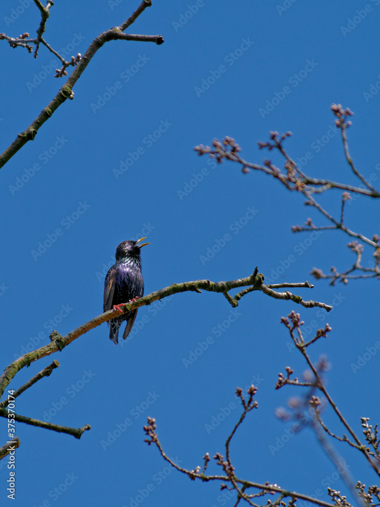 custom made wallpaper toronto digitalThe common starling, Sturnus vulgaris, also known as the European starling.