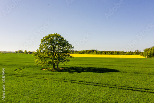 rural landscape with lonely tree in the middle of a green agricultural field on a sunny day © ako-photography