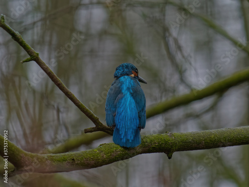 The common kingfisher, Alcedo atthis, also known as the Eurasian kingfisher, and river kingfisher, is a small kingfisher with distribution across Eurasia and North Africa.