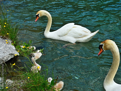 Austria,Alps-swans on the lake Jagersee photo