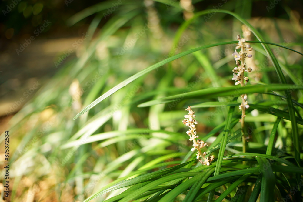 道端に咲く野の花