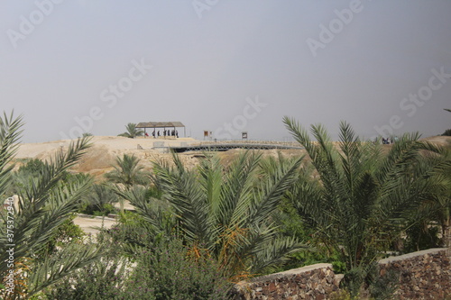 desert landscape with palm trees
