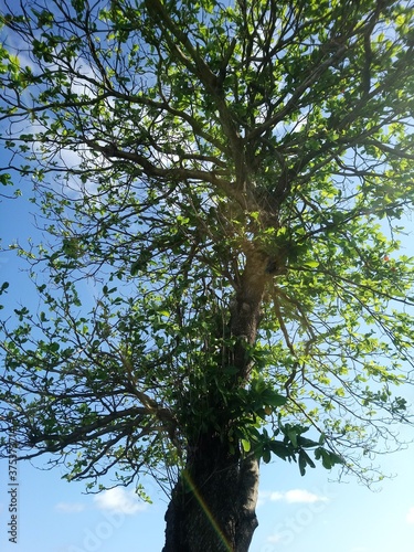 tree and sky