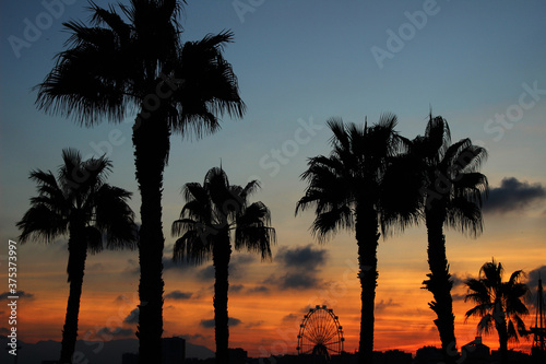 Tropical sunset with palm trees and a Ferris wheel in Malaga  Andalusia  Spain 