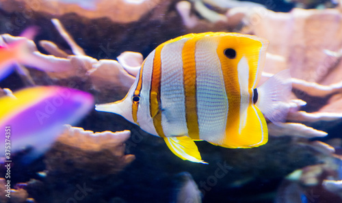 Obraz na płótnie Doktorfisch
