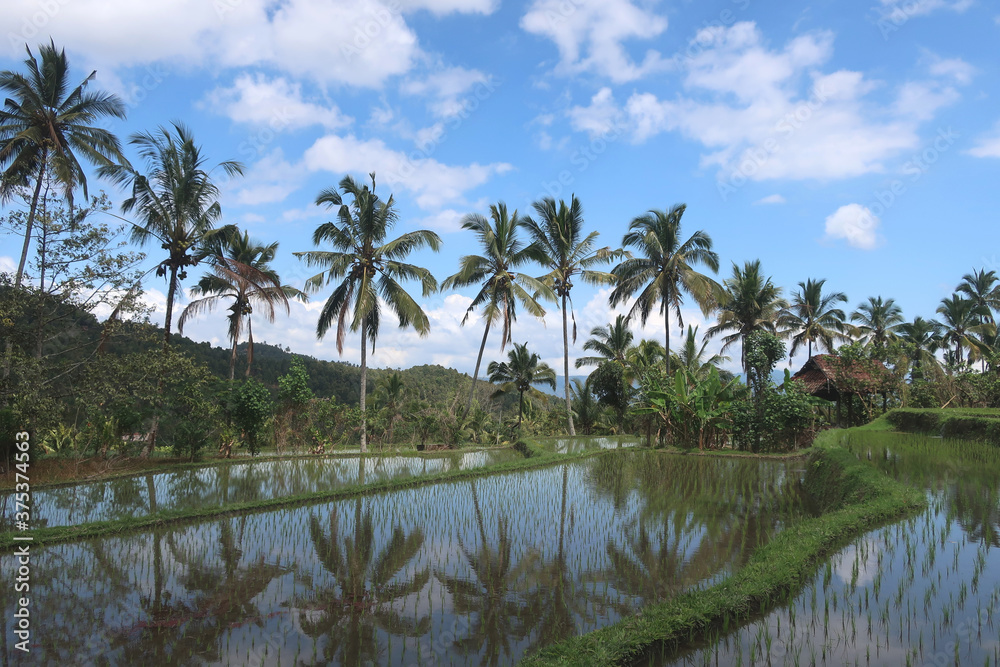 Reisfeld mit Palmen auf Bali