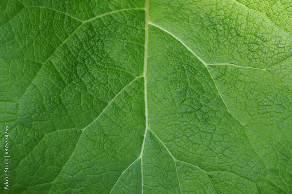 Close-up shot of green leaf texture. Background for wallpaper. Pattern. Close-up shot of green leaf texture. Background for wallpaper. Pattern.