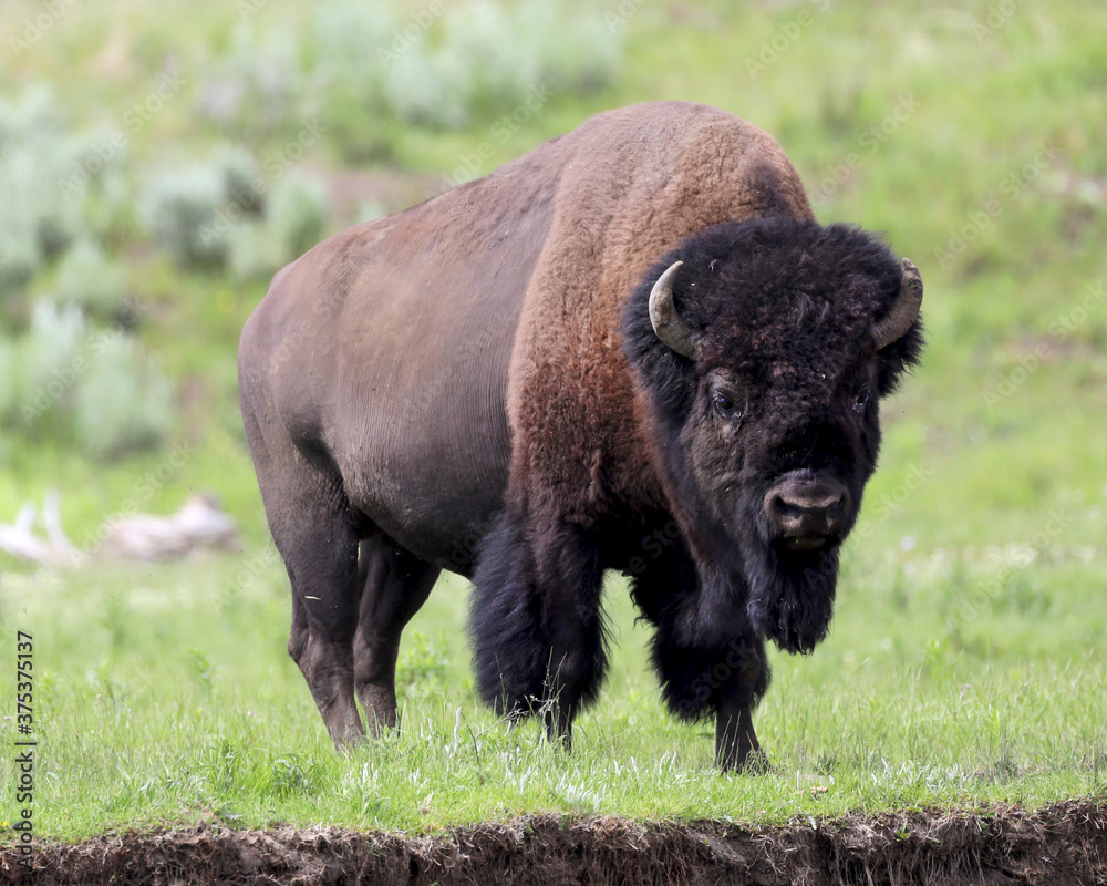Large, strong buffalo in Yellowstone National Park Large, strong buffalo in Yellowstone National Park