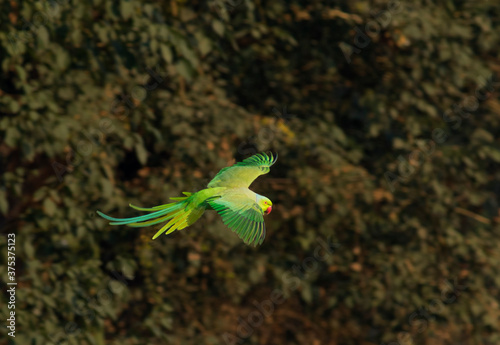 parakeet in flight with full wing span, rose ringed parakeet flying in wildlife  photo