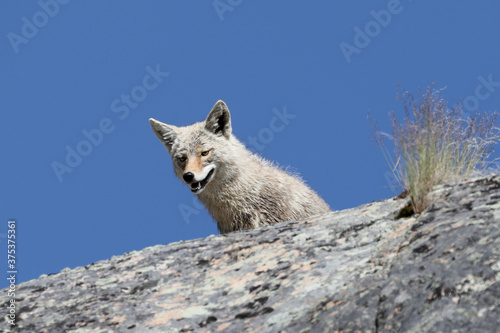 Coyote looking over a ledge in Yellowstone National Park