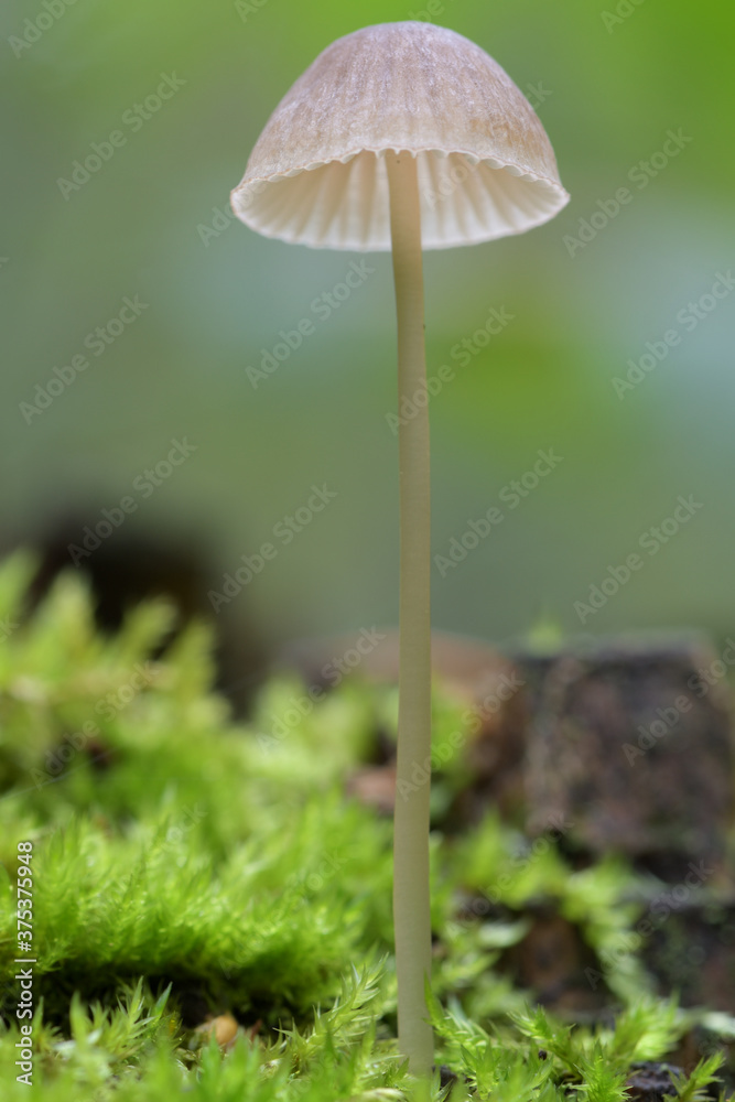 mushroom in the forest mushroom in the forest