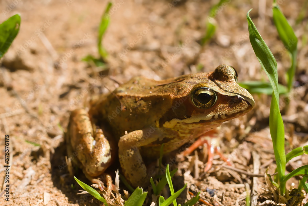 Fototapeta premium アカガエル