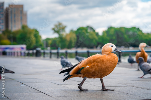 Orange Ogar duck walks along the paved embankment
