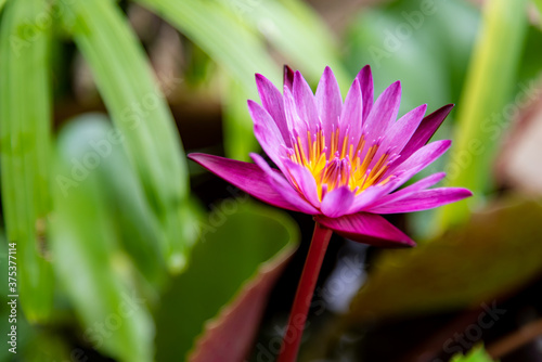 Close up purple lotus flower 