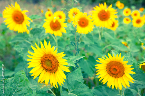 Retro image of sunflowers . Scenery of agricultural field 