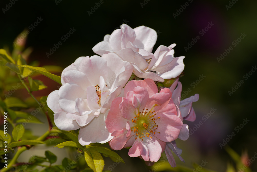 This pink climbing rose with very open flowers is called Open Arms.