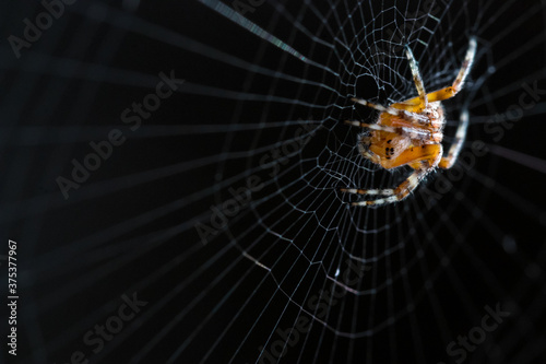 spider on web © JulioH Photography