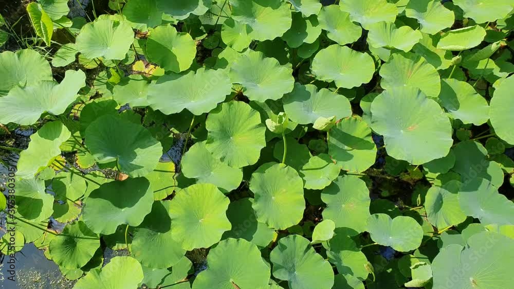 Group of green Lily pads rustling Group of green Lily pads rustling