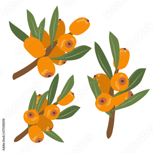 Sea buckthorn branches with berries and leaves. Harvest berries. Vector illustration