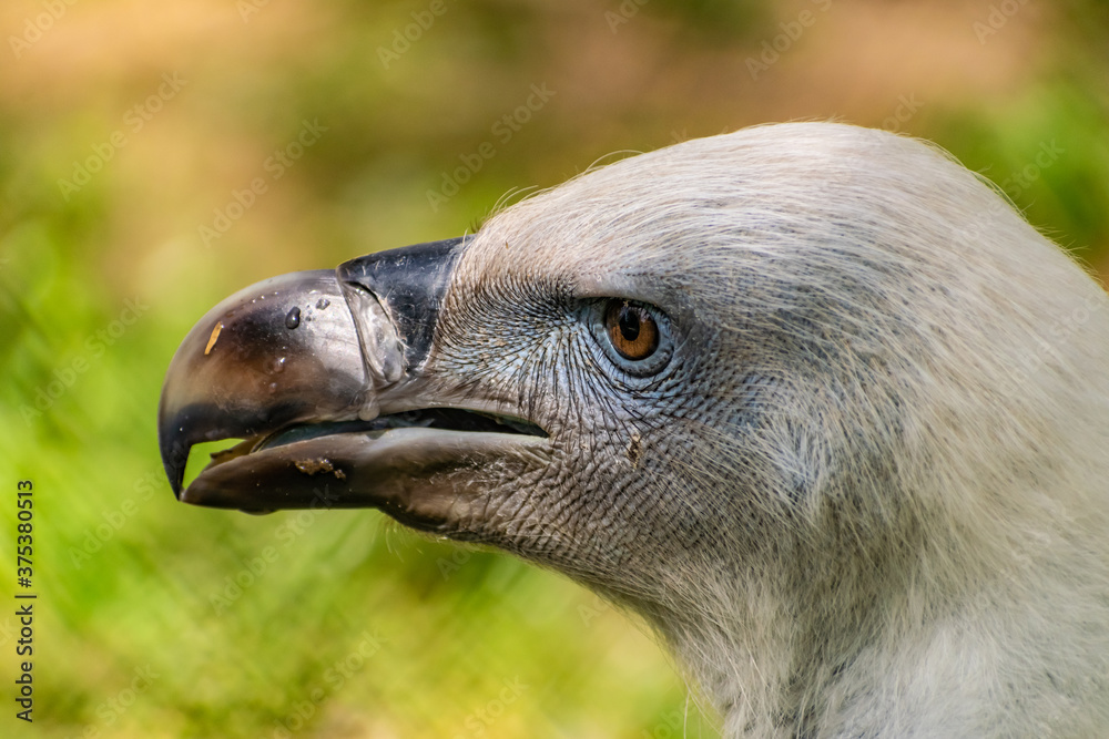 White-headed vulture. A large adult from the order Falconiformes and the family of hawks. Interesting animal feeds on carrion and raw meat, close-up White-headed vulture. A large adult from the order Falconiformes and the family of hawks. Interesting animal feeds on carrion and raw meat, close-up