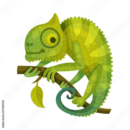 Chameleon Green Lizard as African Animal Vector Illustration