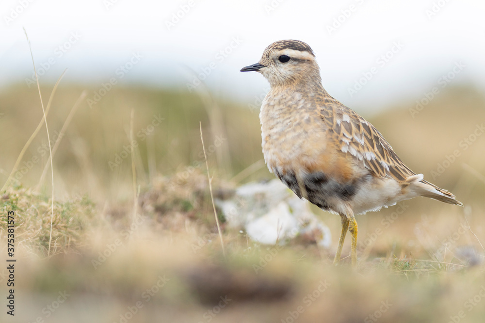 A dotterel (Charadrius morinellus) during its migration in Catalonia A dotterel (Charadrius morinellus) during its migration in Catalonia