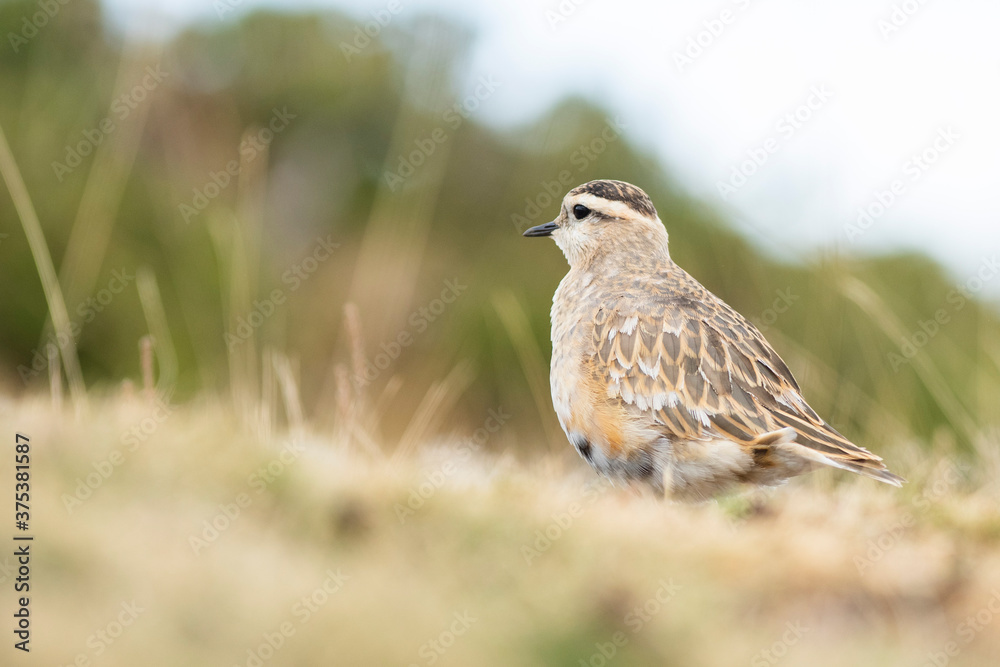 A dotterel (Charadrius morinellus) during its migration in Catalonia A dotterel (Charadrius morinellus) during its migration in Catalonia