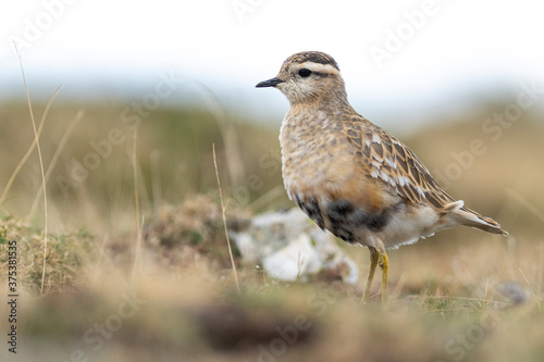 A dotterel (Charadrius morinellus) during its migration in Catalonia
