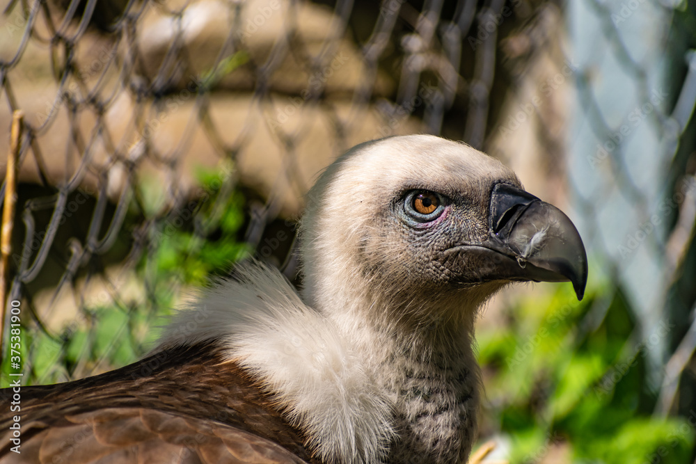 White-headed vulture. A large adult from the order Falconiformes and the family of hawks. Interesting animal feeds on carrion and raw meat, close-up White-headed vulture. A large adult from the order Falconiformes and the family of hawks. Interesting animal feeds on carrion and raw meat, close-up