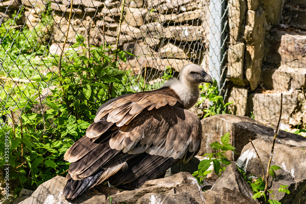Fototapeta premium White-headed vulture. A large adult from the order Falconiformes and the family of hawks. Interesting animal feeds on carrion and raw meat, close-up