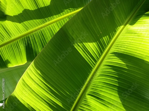 Full frame shot of banana leaves as natural background. Close-up of green banana leaf with sunlight. Outdoor garden. 