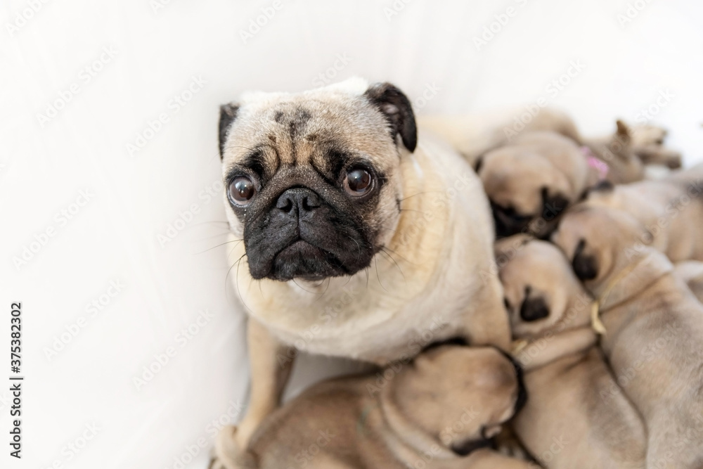 A tired pug dog feeds his puppies with milk.