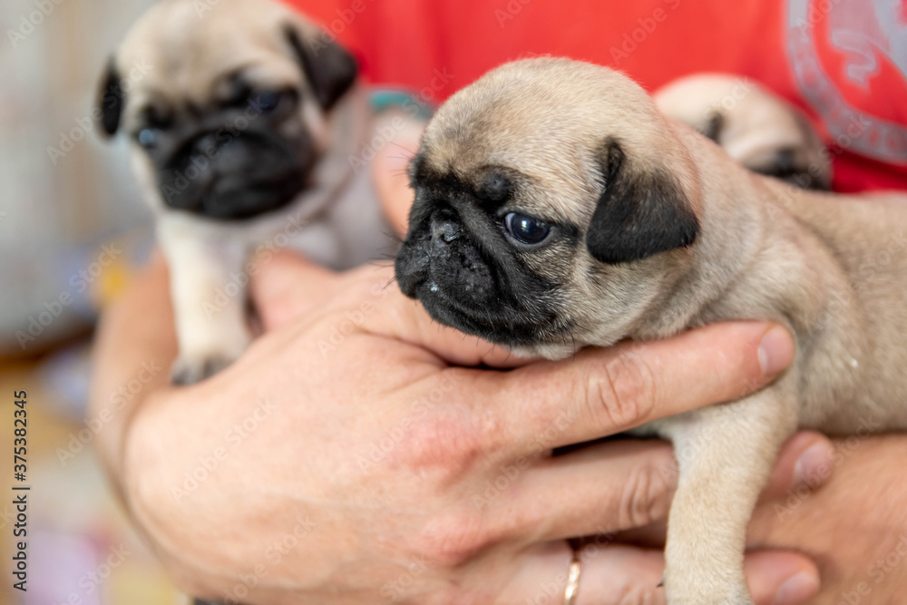 Pug puppies sit on male hands. The man is holding three little puppies.
