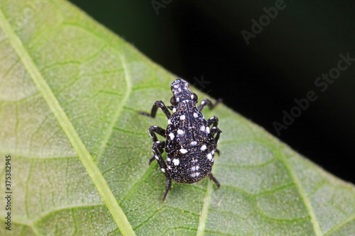 Young nymphs of lycorma delicatula, North China photo